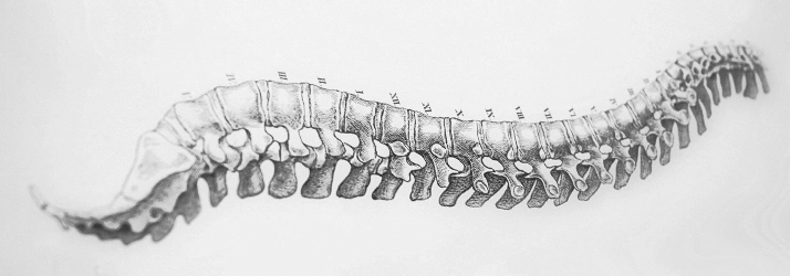 Chiropractic Naperville IL Spine Drawing Grey spine drawing.
